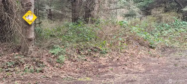 Chicken Crossing is across from the driveway