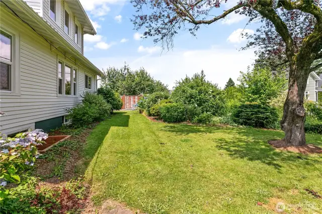 On the East side of the home there is a large space that if cleared could be a large open area to play.