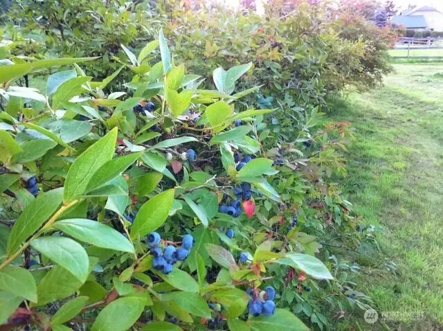 Several LARGE well producing bluebery bushes