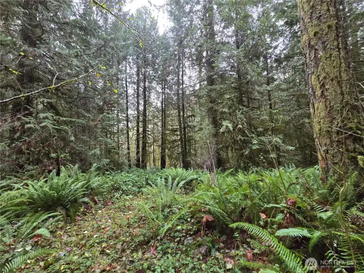 This acreage has walking trails, fir trees, cedar trees as well as maple. The ferns and moss make a lush carpet through the woods.