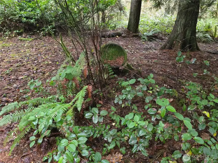 Natural vegetation throughout the property. You could truly make this property look like a park