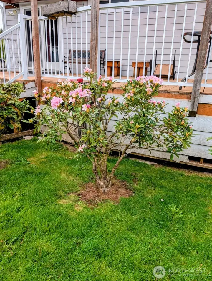 Pink Rhodies