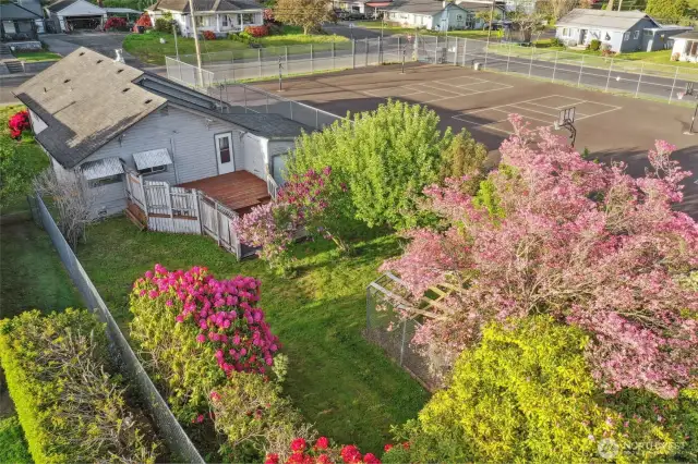 Mature Rhododendrons, lilacs and fruit trees