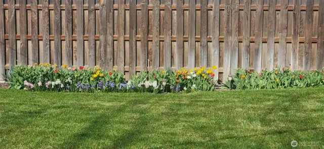 Spring tulips