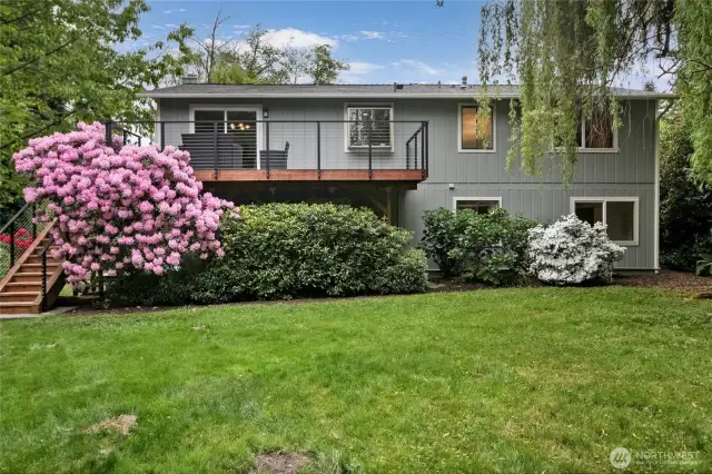 Covered with large Rhodedrum flowers in in the spring with full bloom just off the corner of the large entertainment deck.  GREAT for entertaining.