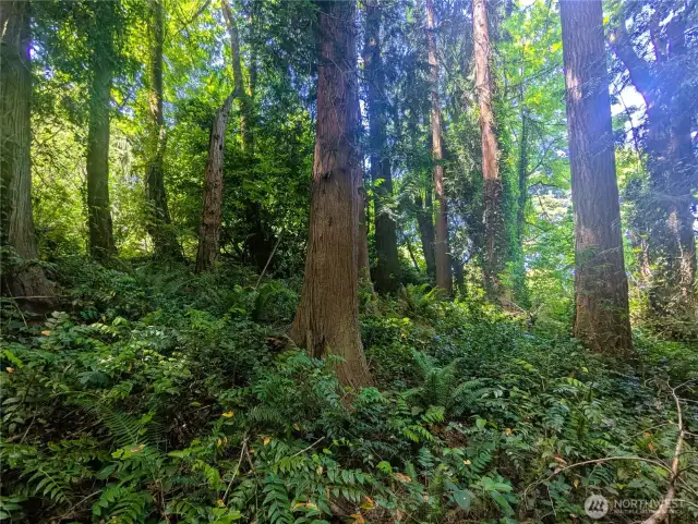 Your own magical forest
