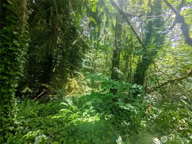 Serene forest