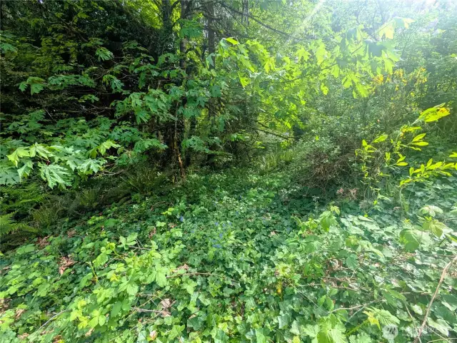 Perfect setting for forest bathing restoration.