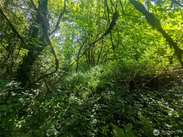 Forest paths to be forged.