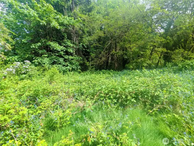 Wild foraging in abundance.