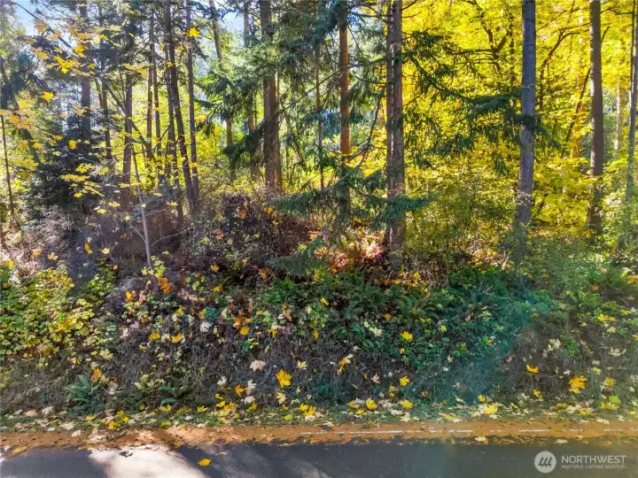 Street-level view of the upland parcel’s natural setting, surrounded by mature evergreens and native vegetation.