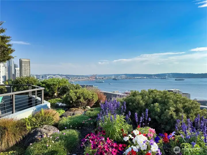 Check out this stunning rooftop garden with beautiful florals & lush plants looking out to the sound.
