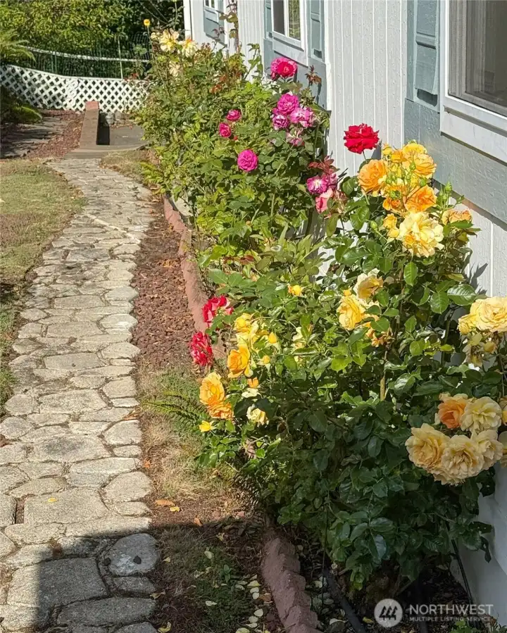 Rose bushes blooming in another season.