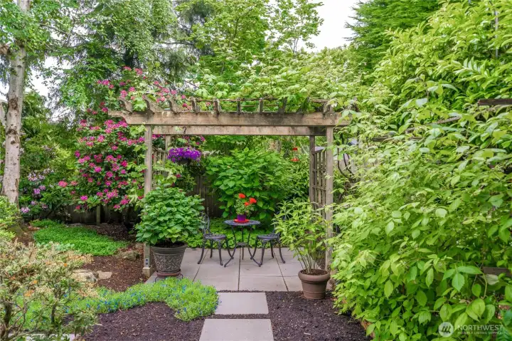 Raspberry plants. Concord grape vines over the trellis patio!