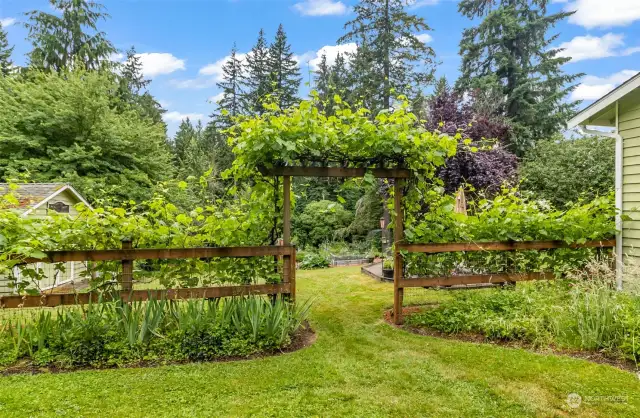 Grape Arbor features 2 types of Grapes