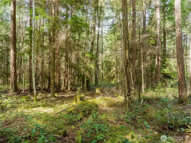 Mixed native growth with many mature trees.