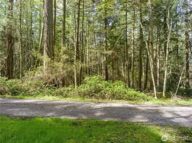 Mixed native woods.