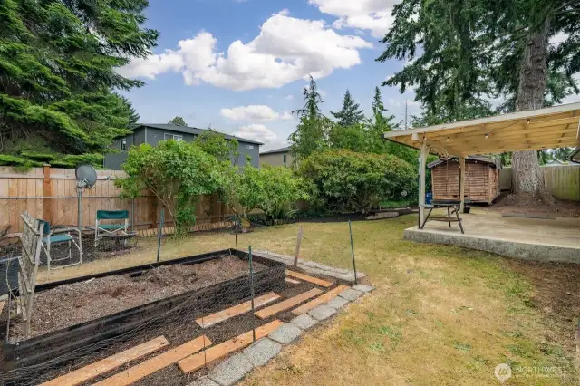 Back yard