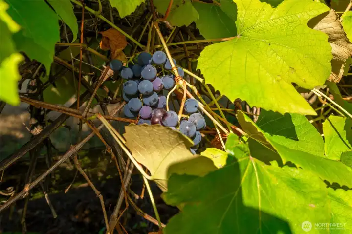 abundant grapes, fruit trees and gardens.