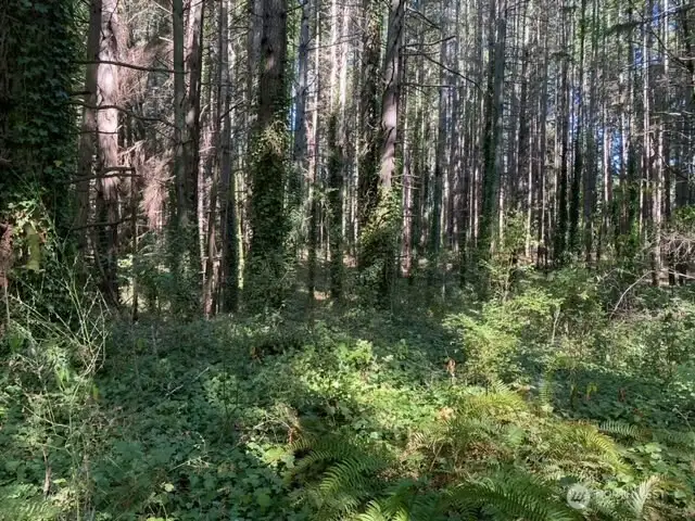Loads of timber