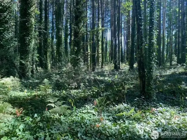 More timber