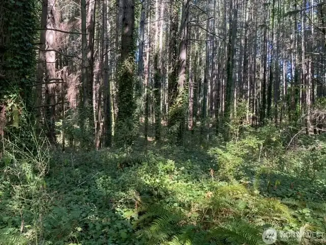 And more timber
