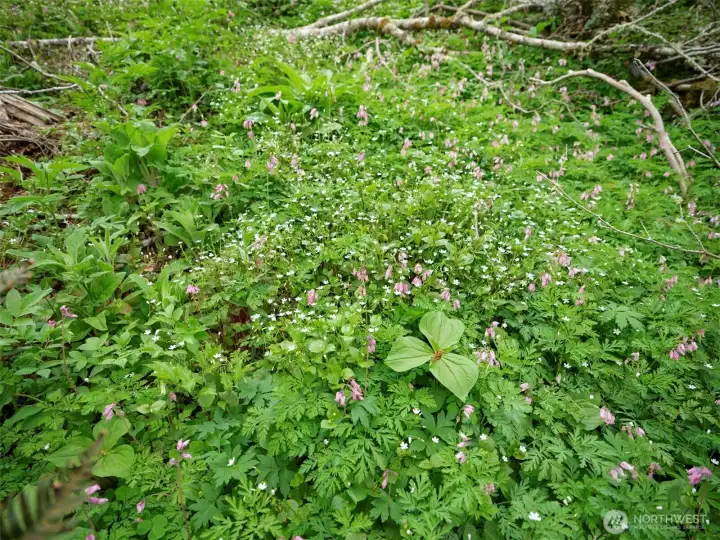 Vegetation on Property