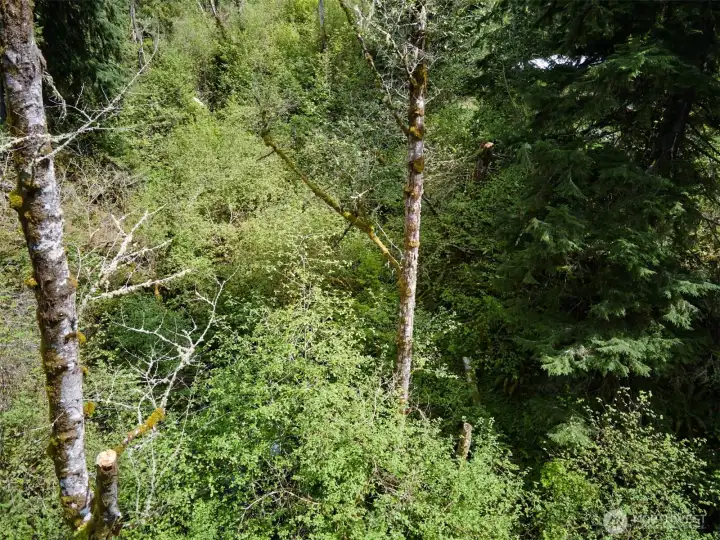 Creek area