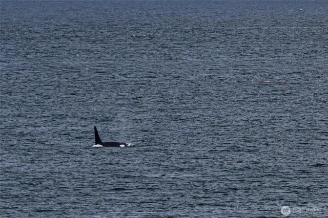 J,K and L pods as well as Transient group as well as humpbacks