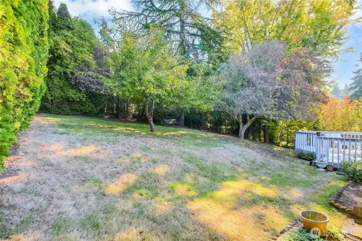 Plumb Tree gives out great plumbs, seller says water her all summer long.