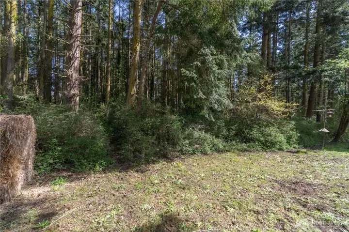Back yard looking towards the extra parcel.