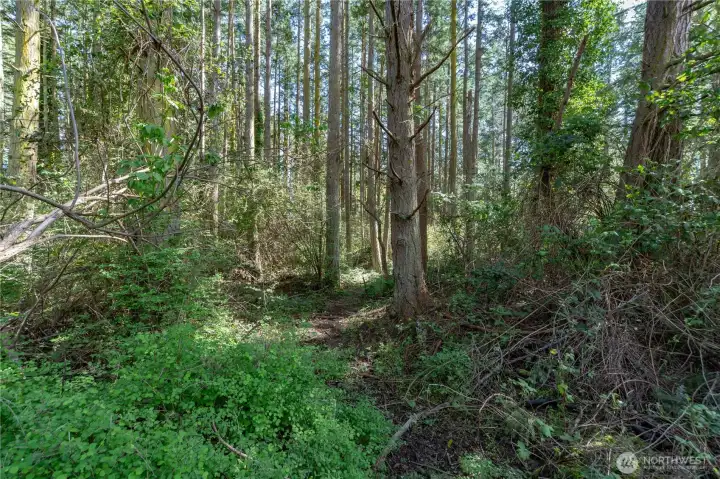 Your very own forest.