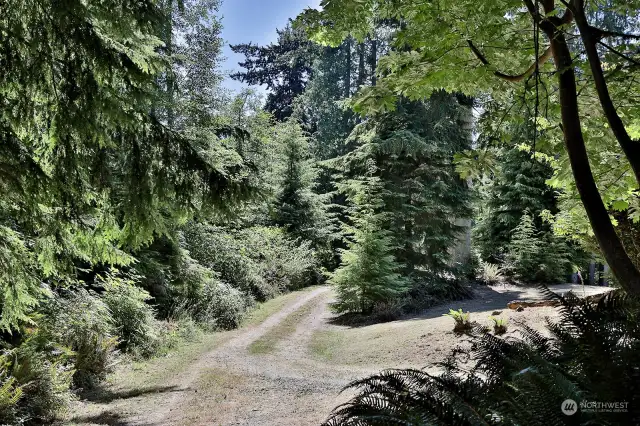 Looking back at the wooded driveway/road that leads to your home....