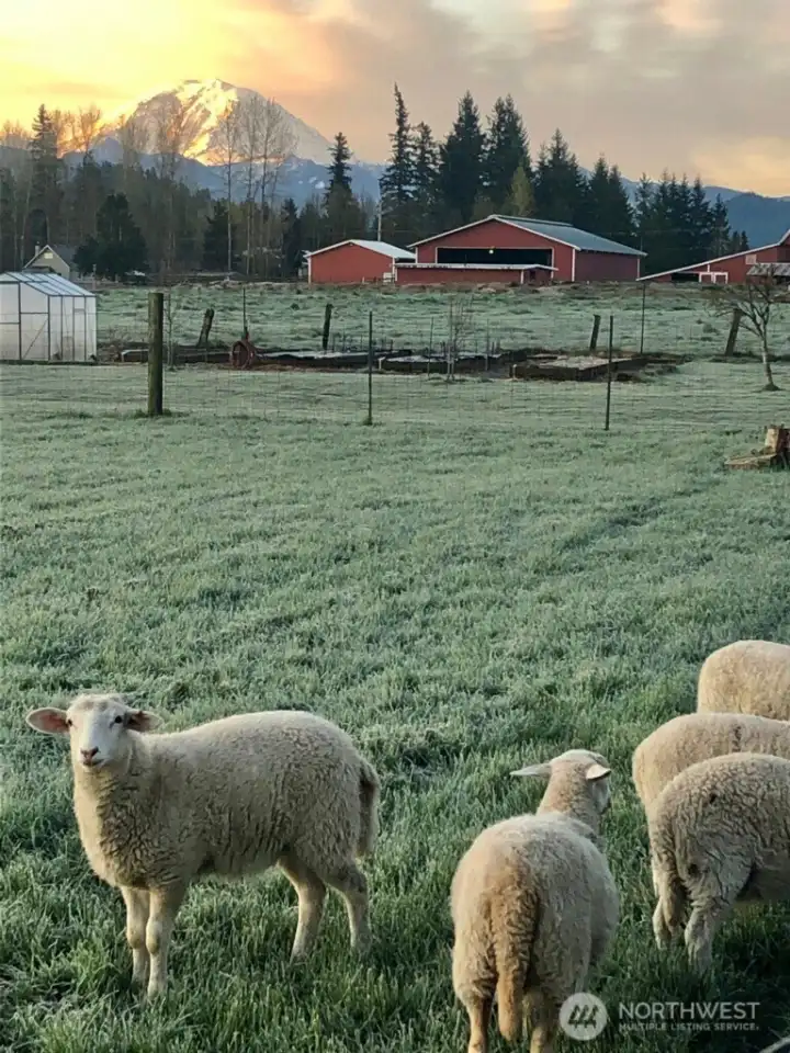 Former residents of this darling mini farm.