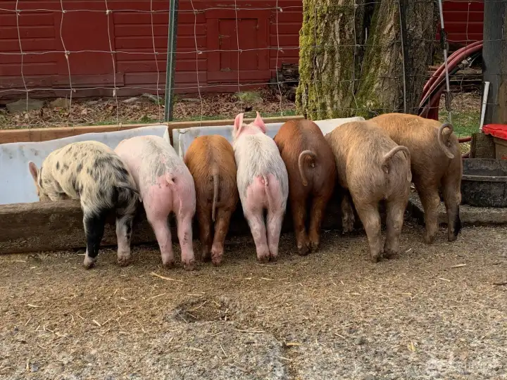Former residents of this darling  mini-farm!