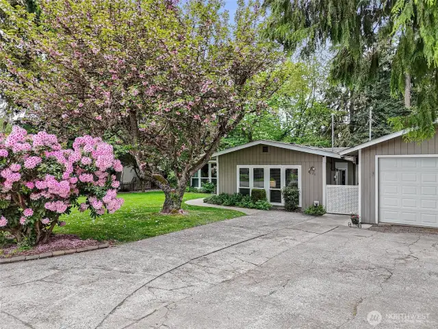 Gorgeous rhododendron and cherry blossom are picture-perfect when they bloom at the same time!