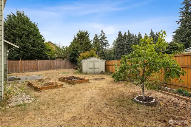 Fully fenced , private backyard. Raised gardens with perennial herbs. Shed to stay. Fruit trees in the yard - apple, Asian pear and Italian plum.