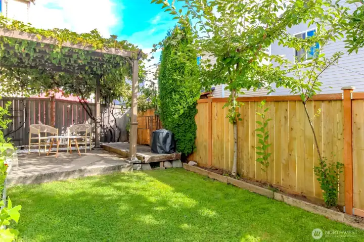 fenced backyard with established fruits - grape, fig, apples