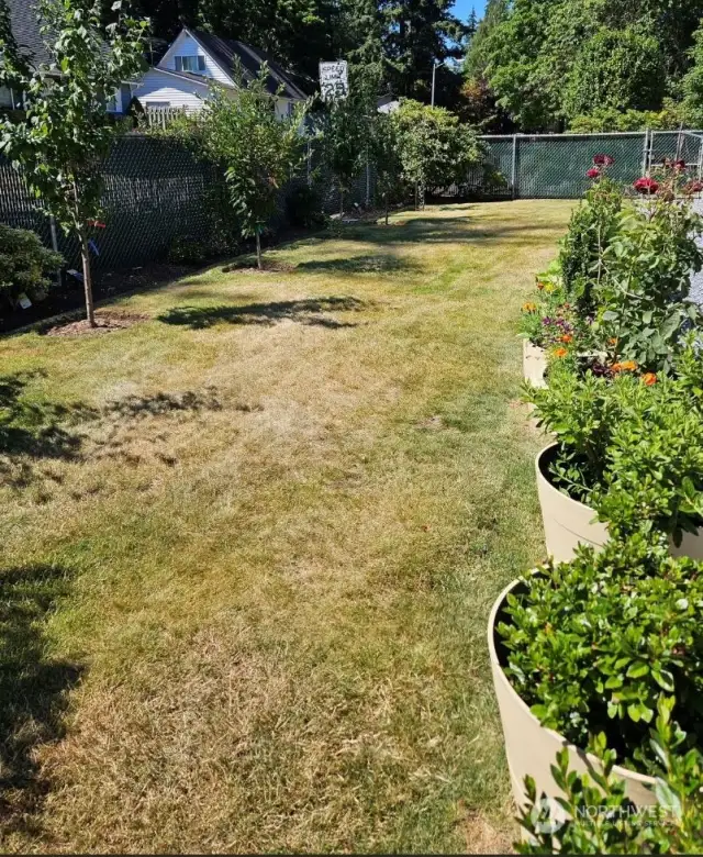 Lawn/Pet area