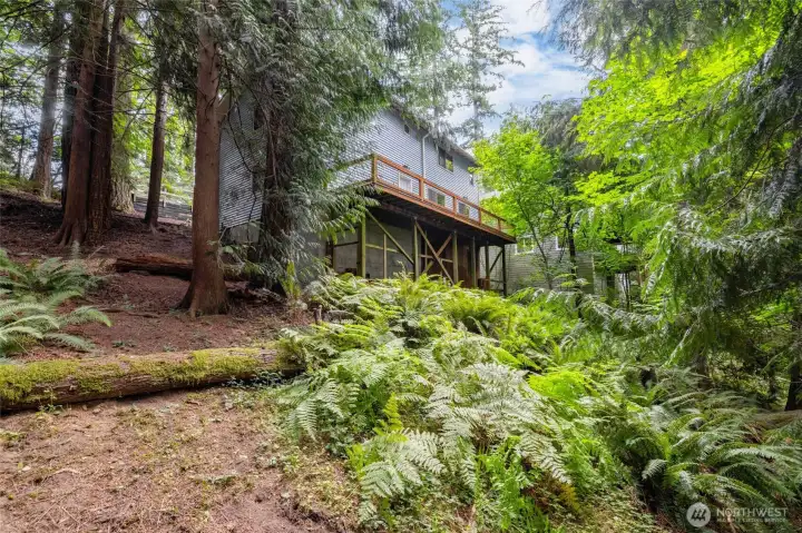 wooded back yard