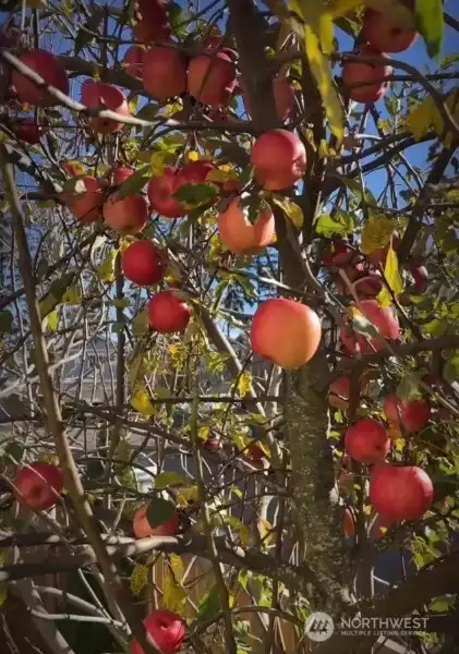 2 varieties of apples
