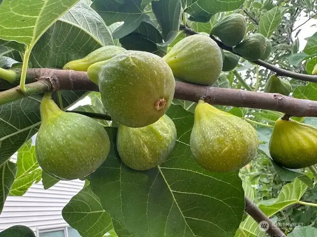 Figs