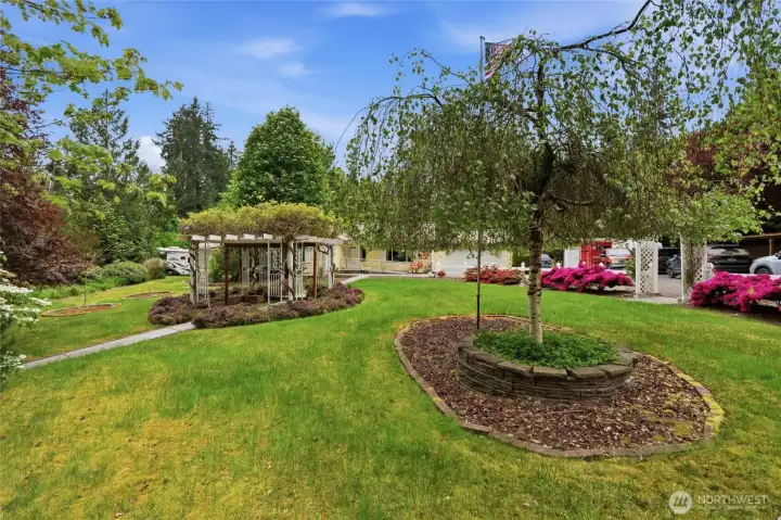 Soon the wisteria will bloom even more of their purple flowers over the pergola.