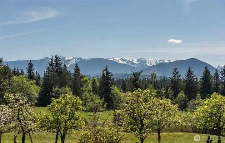 The Olympic Mountains