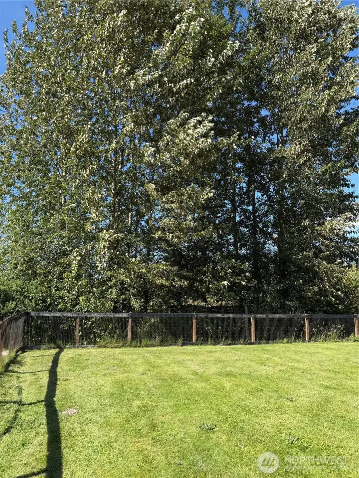 large trees for privacy