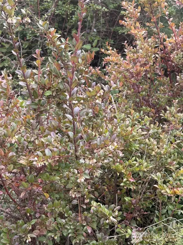 Blue Huckleberry - bountiful