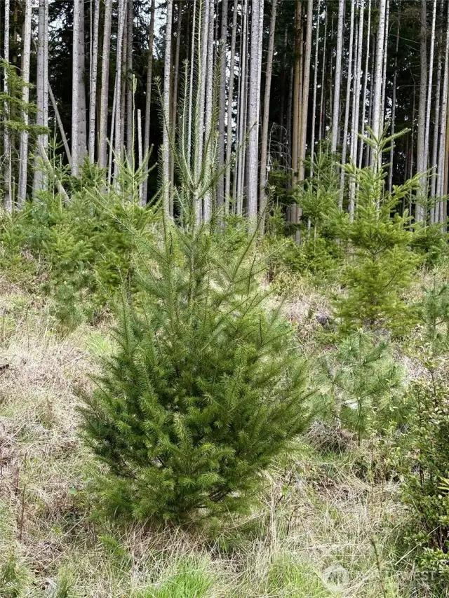 Full Fir tree