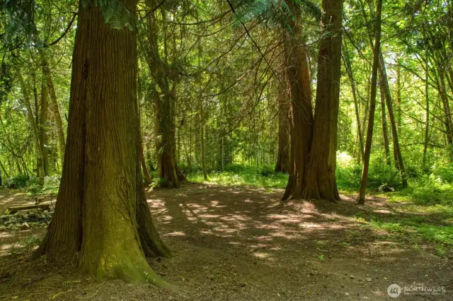 Cleared spaces under the trees.  Property is served by individual well for water & 3 bedroom septic.