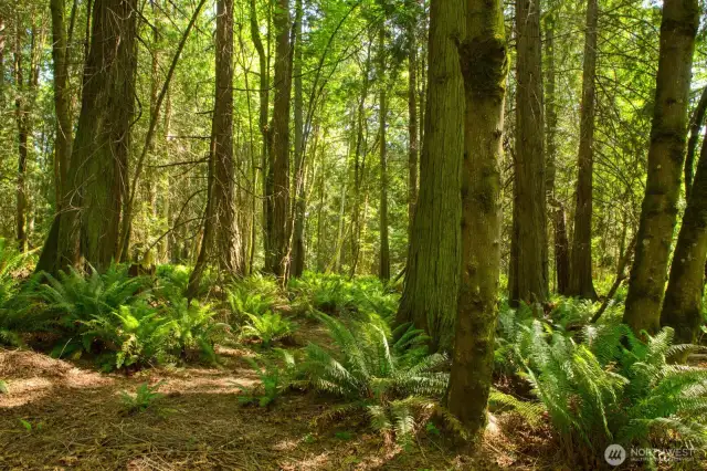 Beautiful Cedars, Maples, Alders & Swordferns.
