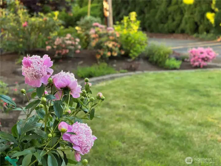 Decorative flowers throughout landscaping. Blooms throughout the season Decorative flowers throughout landscaping. Blooms throughout the season